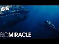Ice Diving Big Miracle Screen Bites