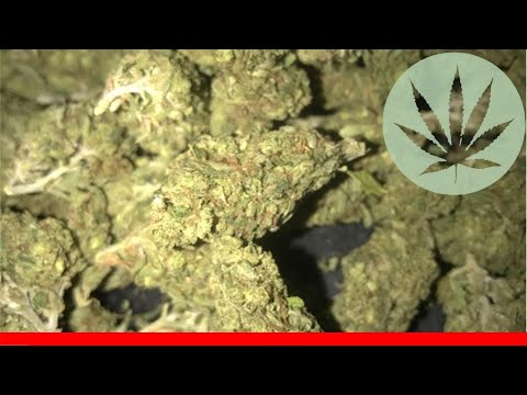 Rose Bud - All About This Strain