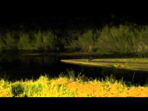 Male hippos at night