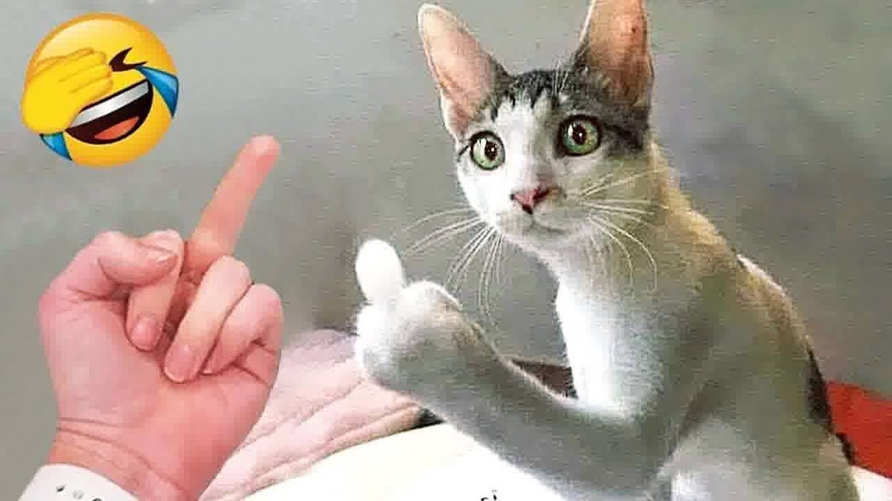 Watching these funny animals will make you cry from laughter 😂