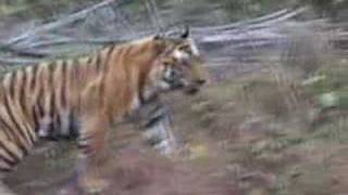 preview picture of video 'Dominant Male Tiger - Bandhavgarh'