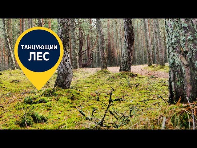 Танцующий лес. Видео 1