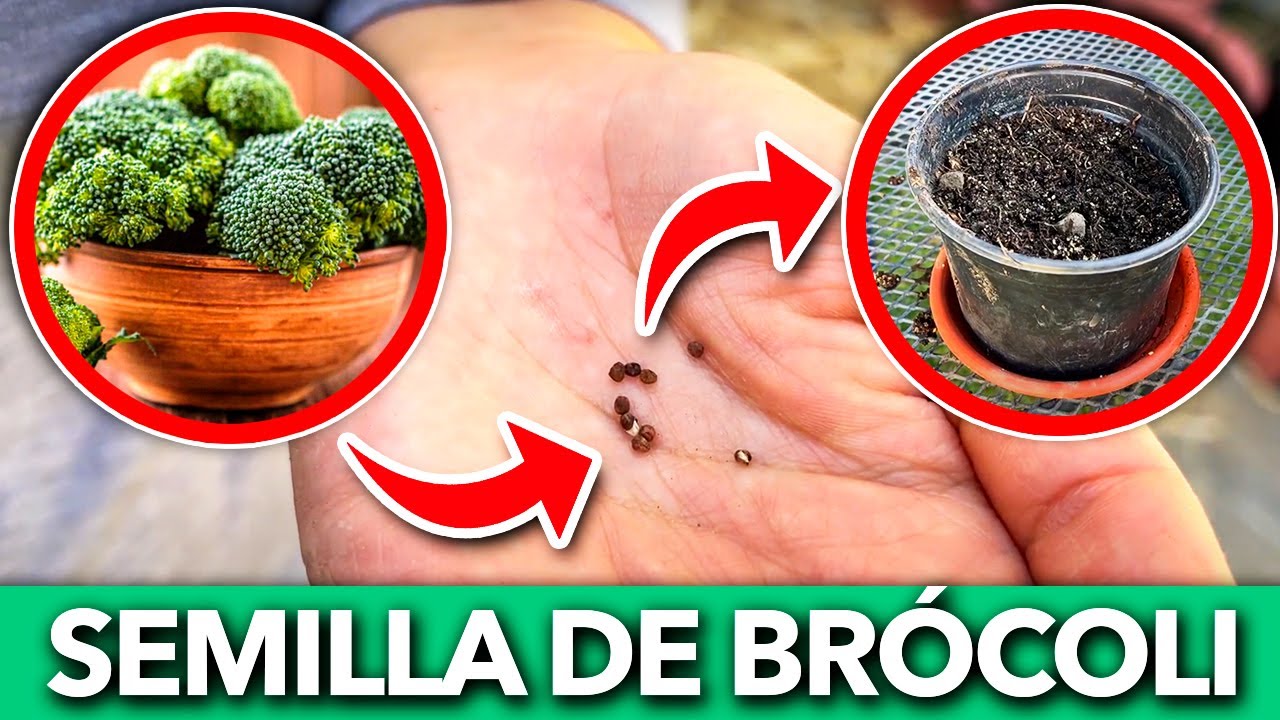Cosecha y Siembra de Semillas de Brócoli: Un Viaje desde la Espiga
