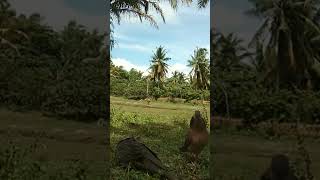 Download lagu BL suara besar mendarat dengan pesat #shorts#tekukur#pikat mp3 Download lagu BL suara besar mendarat dengan pesat #shorts#tekukur#pikat mp3