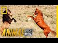 That S Some Dangerous Horseplay Animal Fight Night