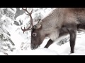 Swarovski Optik  Video #1