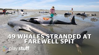 Whale stranding: 7 pilot whales dead, 42 still stranded at Farewell Spit | Stuff.co.nz