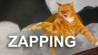 ZAPPING WITH CATS