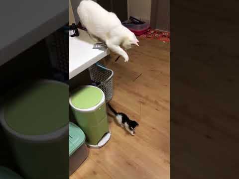 Кошка забавно развлекает своего котенка