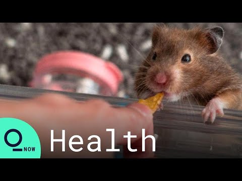 Can Humans Catch Covid-19 From Animals? - YouTube