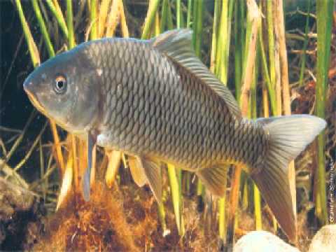 karpiz hhbattle 2010.wmv