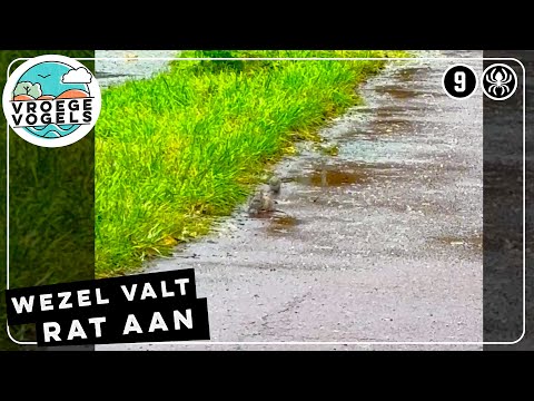 Wezel valt een bruine rat in Amsterdam aan | Zelf Geschoten | Vroege Vogels