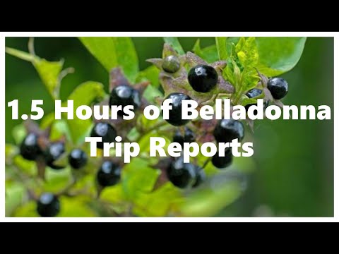 1.5 Hours of Belladonna Trip Reports