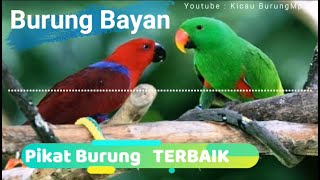 Download lagu Pikat Suara Burung Bayan | Kicau Burung Mp3 mp3