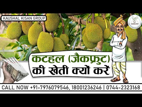All Time Jackfruit Plant