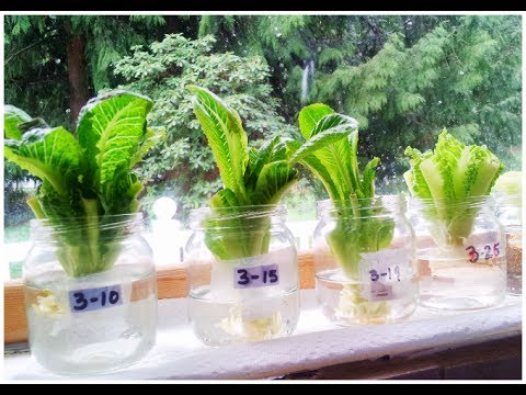 Regrow Lettuce in Days!