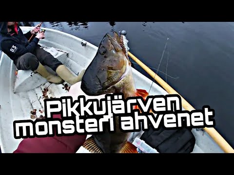 Pikkujärven MONSTERI ahvenet! Avovesikauden lopetus 2021. MONSTER Perchs from small Finland lake.