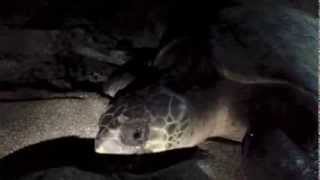 preview picture of video 'Lucky the Marine Turtle (Pawikan) Rare Sighting'