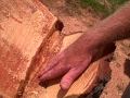 Tree Cutting 101: Make a Perfect Hinge 