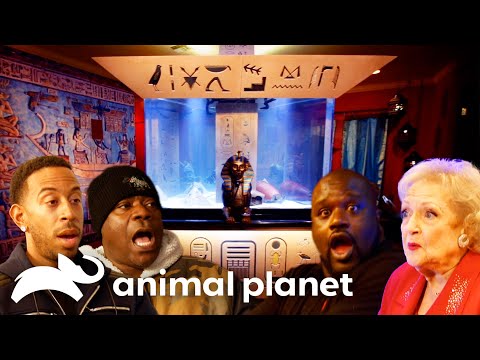 Coolest & Most Extravagant Celebrity Fish Tanks | Tanked | Animal Planet
