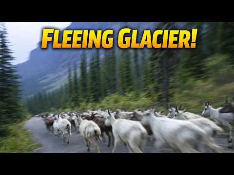 Strange Animal Behavior is Making Park Authorities Panic. Here's Why.