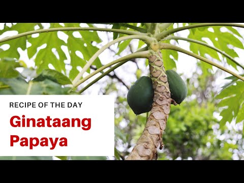 papaya fogyni fog