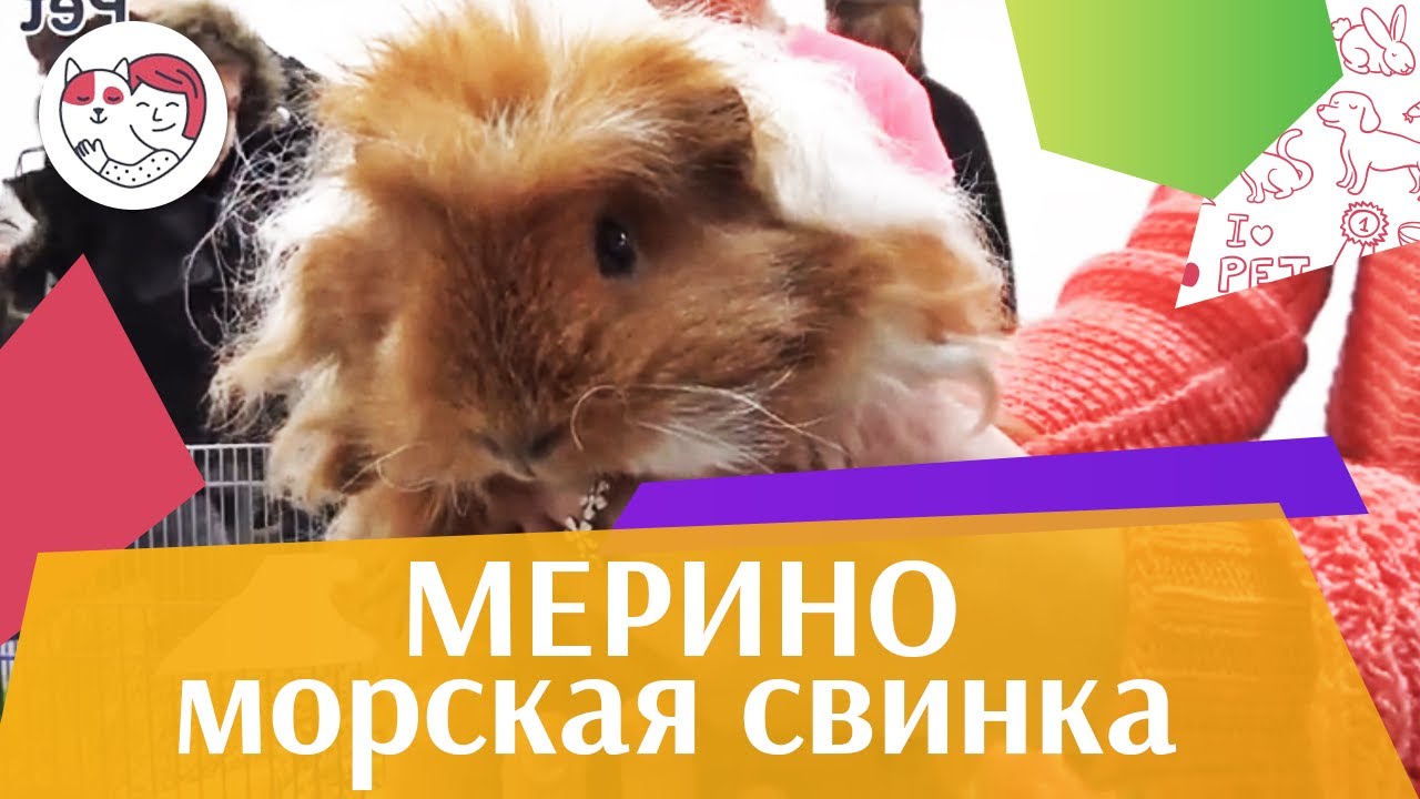 Морская свинка Мерино на ilikepet. Особенности породы, уход