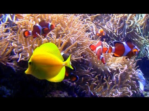 Aquarium with Natural Wave Sounds 60mins 