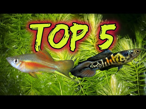 YouTube video about: What is a livebearer fish?
