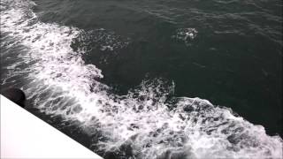 Bottle nose dolphins off Mull.