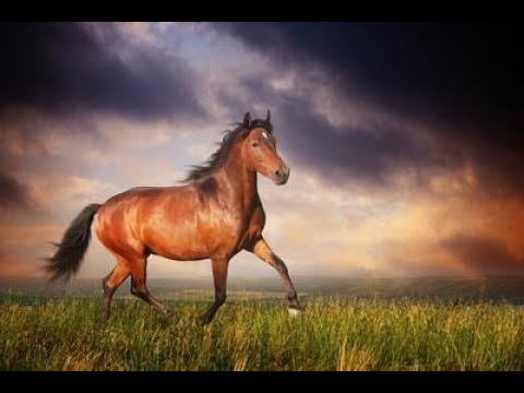 1 HOUR OF AMAZING AND BEAUTIFUL HORSES AROUND THE WORLD WITH A RELAXING MUSIC. #meditation #calm