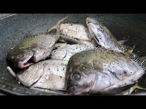 Catch&cook:klase klaseng isda ang huli namin jackpot