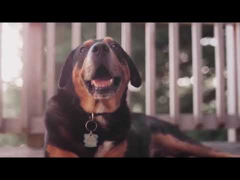 dog is very beautiful.