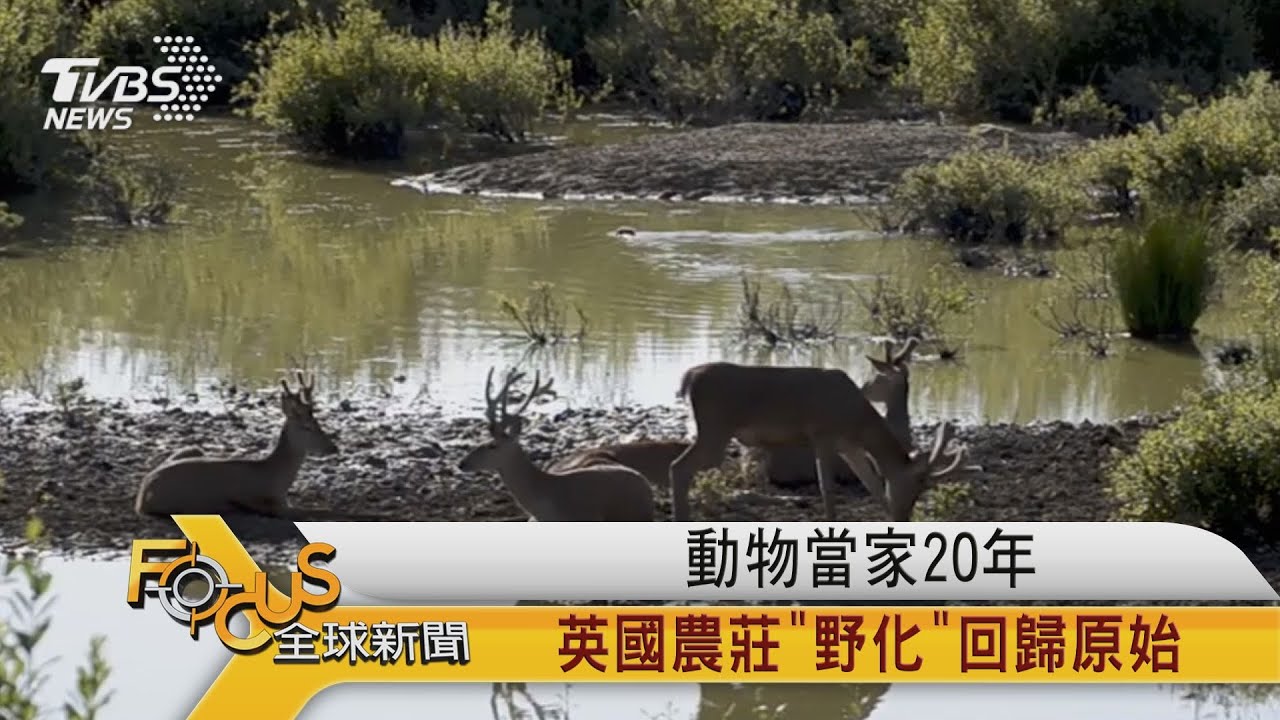 動物當家20年　英國農莊「野化」回歸原始