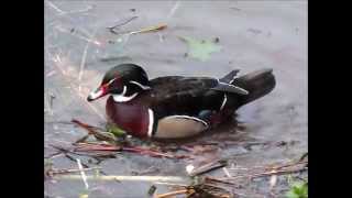 preview picture of video 'Un Canard carolin (migrateur?) sur la Vesdre à Chaudfontaine (Prov de Liège, Belgique).'