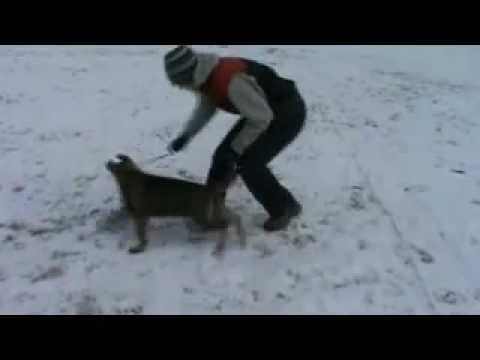 Eyko z Jukasu - obedience - 4 months