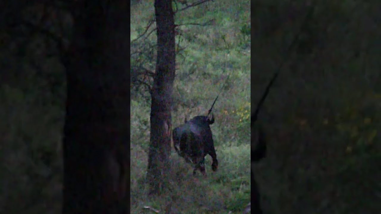 Sharp Ass Spear, One ton target!