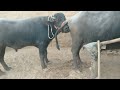 A Big Buffalo Meeting Video