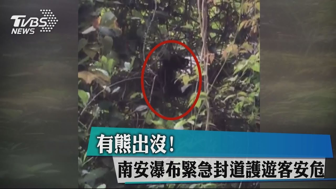 有熊出沒!南安瀑布緊急封道 護遊客安危