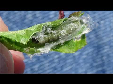 Προσβολή φύλλων ροδακινιάς από Φυλλοδέτη (Adoxophyes orana)