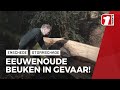 Eeuwenoude beukenlaan in Enschede dreigt om te waaien.