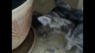 Download lagu Kerė ir katinai :) mp3