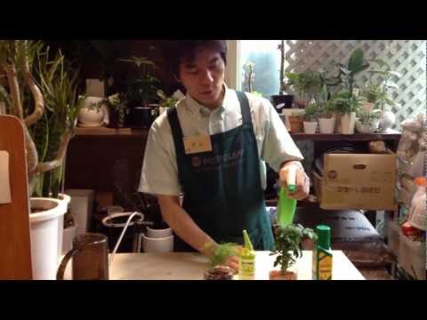園芸 ハイドロカルチャーまたは水耕栽培
