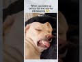 Sleeping beauty in the fur. 🤣🤣🤣#sleepingdog #dogreels  #dog #dream