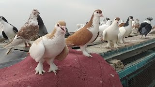Kabotar Bazi Video 2025 | Kabotar Kese Pake Karen Video | Pigeons Video | Love Video |