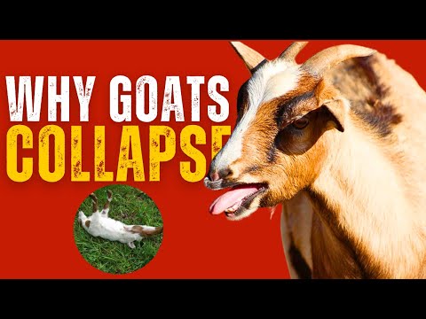 [Bizarre Animals] Why Some Goats Collapse When Frightened