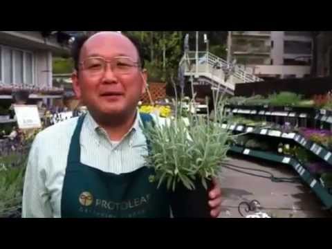 シーラベンダー、シーラベンダー 植物