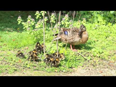 Entenküken im Tiergarten Schönbrunn