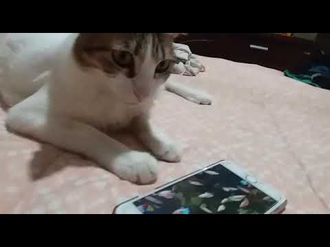 Leo ojos glaucos🙂❗