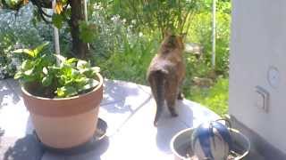 preview picture of video 'Nelly auf der Terrasse + Rotschwänzchen - Hirschaid 28. Mai 2013'